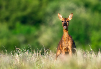 screaming wild roe deer