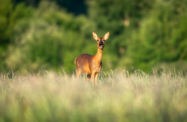 wild roe deer screaming 