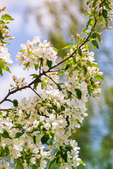 cherry blossom in spring