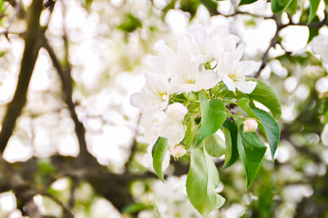 white flowers of apple