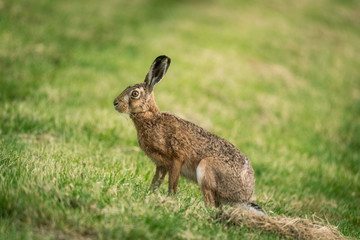 Naklejka na ściany i meble wild hare in the grass