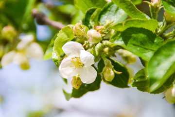 blooming apple tree