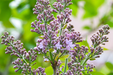 Fototapeta premium lilac flowers on a green background