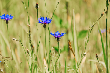 blue flowers in the meadow