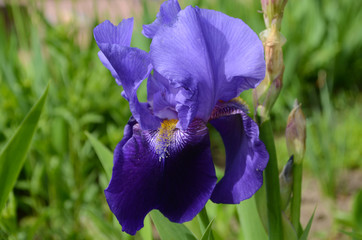 Violet iris flowers Closeup on blurredgreen garden blackground. Beautiful nature background. Blue...