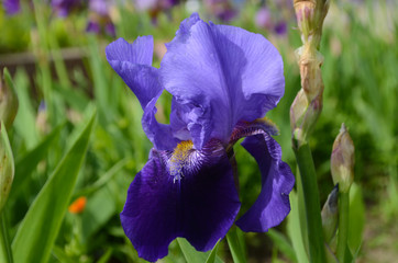 Violet iris flowers Closeup on blurredgreen garden blackground. Beautiful nature background. Blue...
