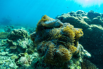 underwater scene with coral reef and fish; Sea in Surin Islands; Phang Nga Province; southern of Thailand.