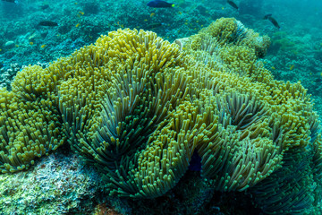 underwater scene with coral reef and fish; Sea in Surin Islands; Phang Nga Province; southern of Thailand.
