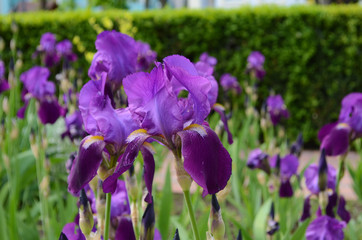 Violet iris flowers Closeup on blurredgreen garden blackground. Beautiful nature background. Blue and violet iris flowersare growing in garden
