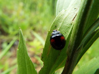 ナミテントウ ladybug