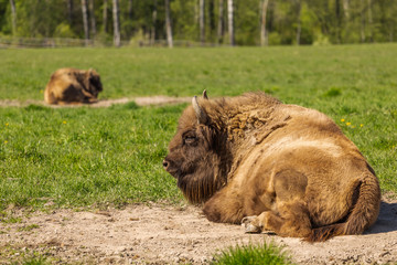 a huge buffalo lie on the grass, resting after a hearty lunch