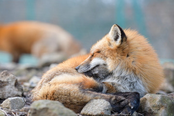 red fox vulpes