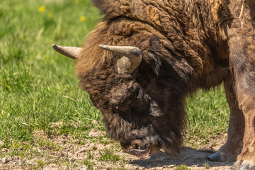 bison peacefully nips grass on the lawn