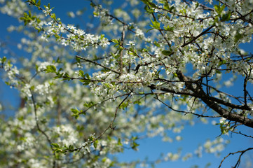 Branches of the cherry blossoms in the garden