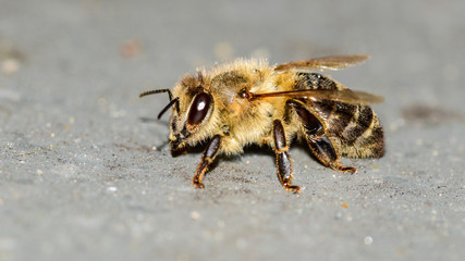 Biene, Erdbiene, Sandbiene, Zaunwicken-Sandbiene, Andrena (Taeniandrena) lathyri, Insekt, Tier, Makro