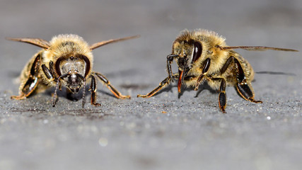 Biene, Erdbiene, Sandbiene, Zaunwicken-Sandbiene, Andrena (Taeniandrena) lathyri, Insekt, Tier, Makro