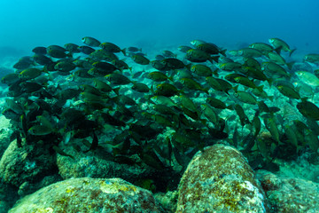 Fish group In the sea, Phuket Province; southern of Thailand.