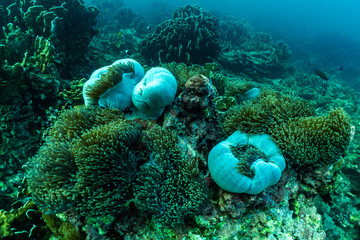 underwater scene with coral reef and fish; Sea in Surin Islands; Phang Nga Province; southern of Thailand.