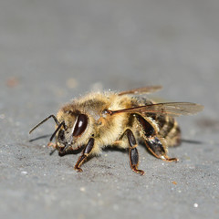 Biene, Erdbiene, Sandbiene, Zaunwicken-Sandbiene, Andrena (Taeniandrena) lathyri, Insekt, Tier, Makro