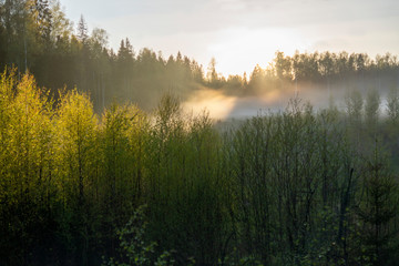 Fototapeta na wymiar Fog over a young spring forest