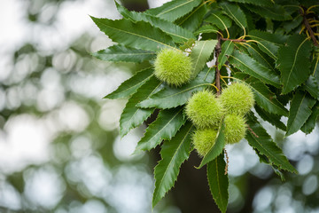 chestnut tree in the early season