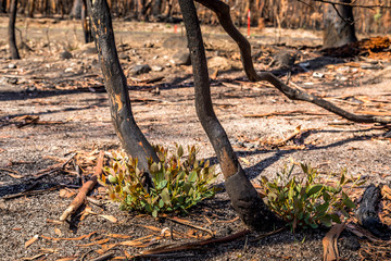 First plants start to grow again in a forest in the Snowy Mountains, burnt down during the bush fires in Australia. Nature comes back to life.