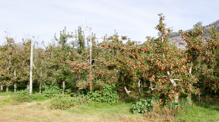 Fototapeta na wymiar Apple orchard showing ripe apples on a farm near Waboomskraal in the Outeniqua Mountains, South Africa.