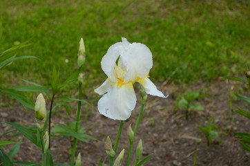 Macro photo nature blooming bud flower iris. Background opened bud of white iris.