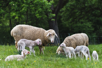 Obraz na płótnie Canvas young baby sheep lamb grazing