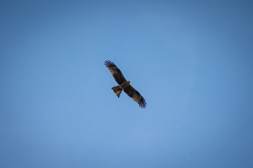 close up pictures of flying birds, such as milvus, during the day with blue sky