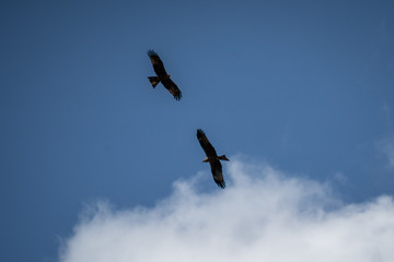 close up pictures of flying birds, such as milvus, during the day with blue sky