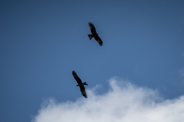 close up pictures of flying birds, such as milvus, during the day with blue sky