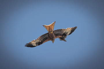 close up pictures of flying birds, such as milvus, during the day with blue sky
