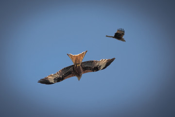 close up pictures of flying birds, such as milvus, during the day with blue sky