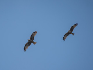 close up pictures of flying birds, such as milvus, during the day with blue sky