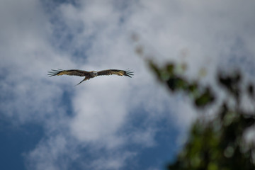 close up pictures of flying birds, such as milvus, during the day with blue sky