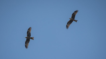 close up pictures of flying birds, such as milvus, during the day with blue sky