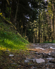 dans les for&ecirc;ts des vosges