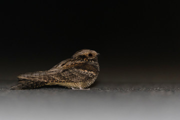 A european nightjar (Caprimulgus europaeus) on the ground in a road during the night