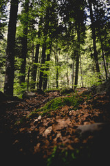 dans les forêts des vosges