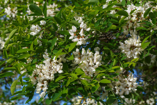 Robinia pseudoacacia. Ramas de falsa acacia con hojas y racimos de flores blancas.