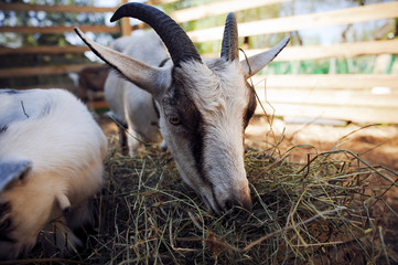 The goat on the farm eats hay