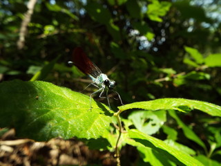 カワトンボ damselfly