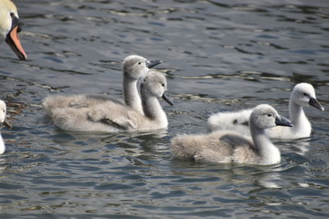 cygnes et cygneaux