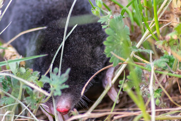 Schwarzer europäischer Maulwurf (talpa europaea) krabbelt auf einer Wiese mit seinen großen...