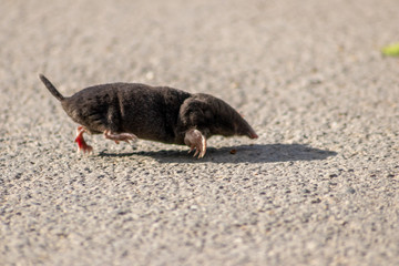 Schwarzer europäischer Maulwurf (talpa europaea) überquert Landstraße mit seinen großen...