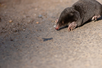 Schwarzer europäischer Maulwurf (talpa europaea) überquert Landstraße mit seinen großen...