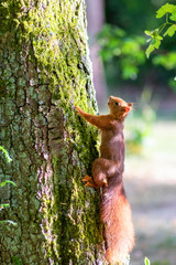 Rot-braunes Eurasisches Eichhörnchen ist auf Futtersuche in einem Baum und springt von Ast zu Ast auf der Jagd nach Haselnüssen und leckeren Eicheln für die Anlage von Winterspeck © sunakri