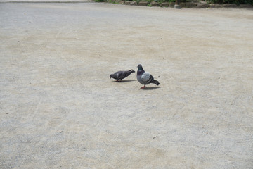 公園でくつろぐ鳩