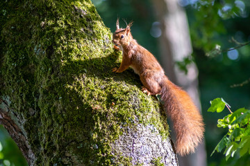 Rot-braunes Eurasisches Eichhörnchen ist auf Futtersuche in einem Baum und springt von Ast zu Ast auf der Jagd nach Haselnüssen und leckeren Eicheln für die Anlage von Winterspeck © sunakri